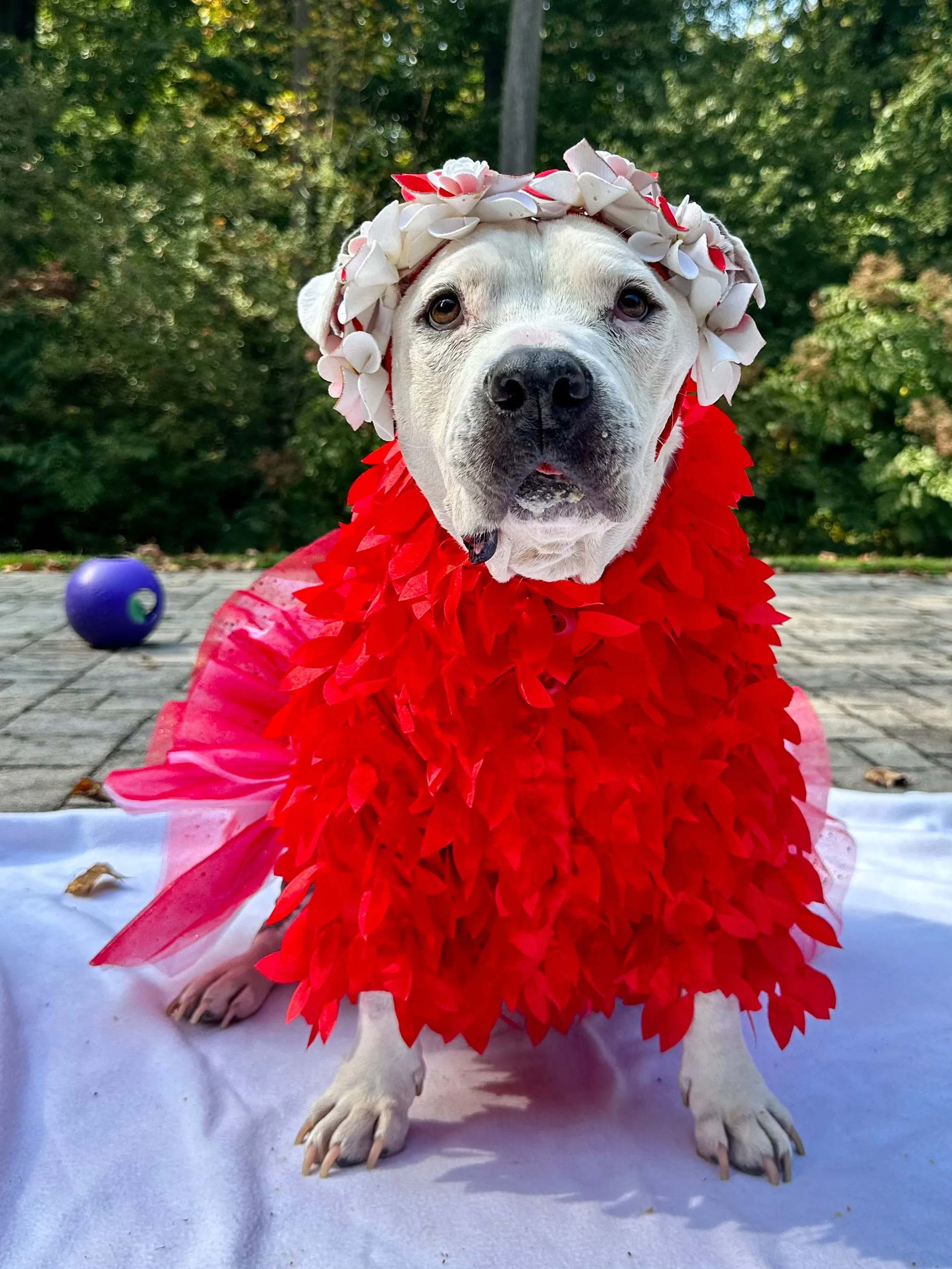 Special Feather Gala Dog Tutu Dress