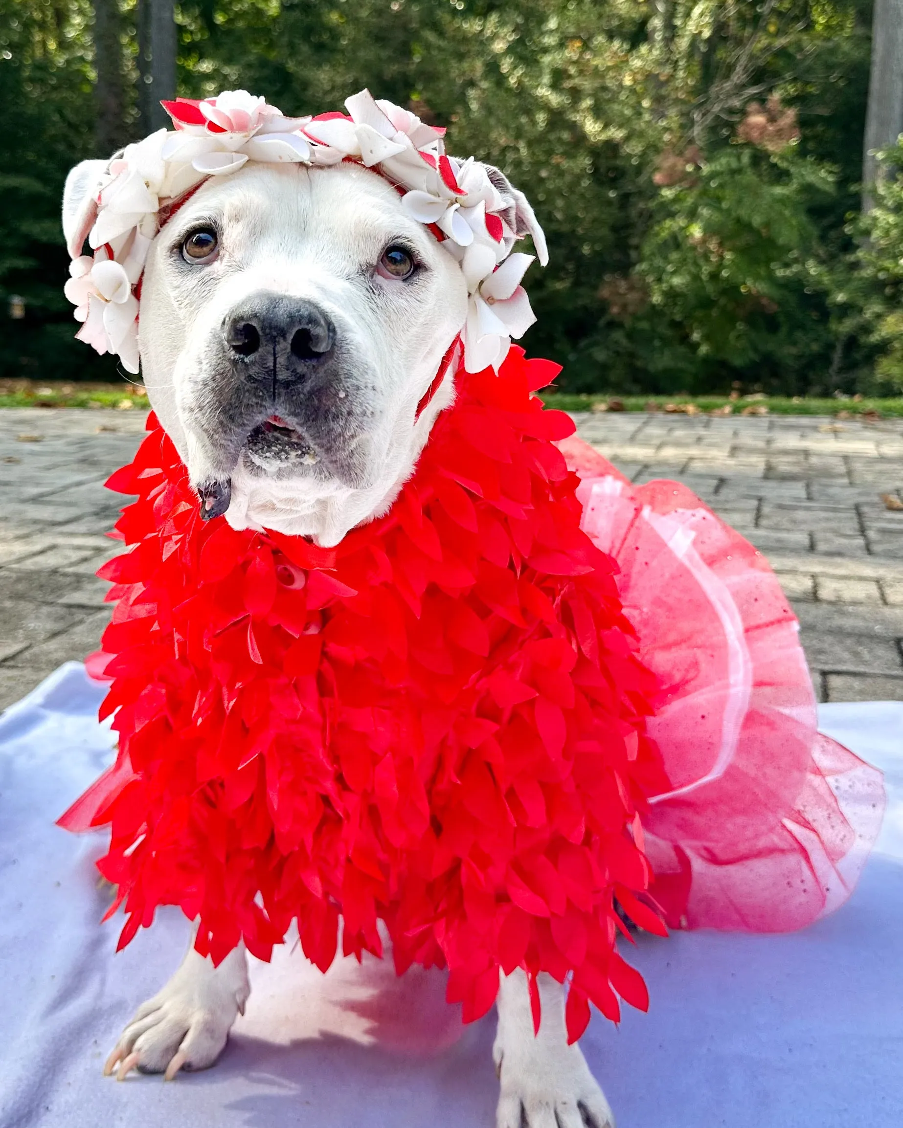Special Feather Gala Dog Tutu Dress